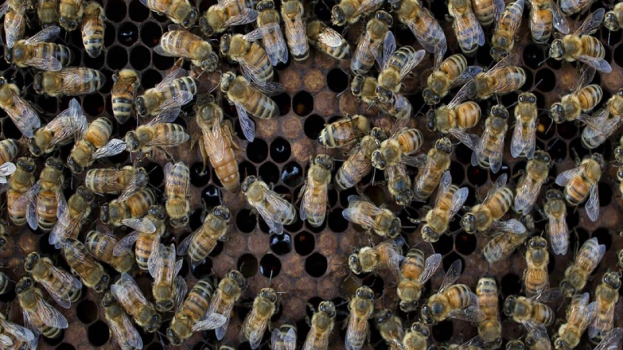 Bees