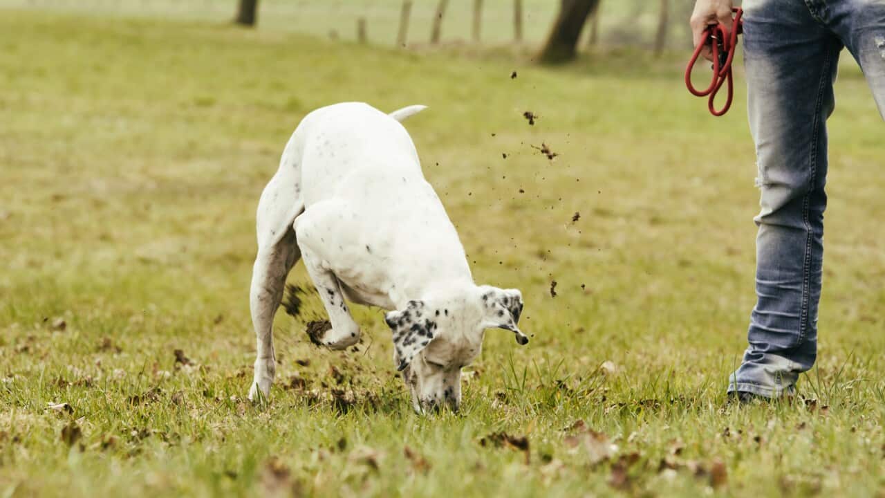 Man with dog digging in meadow