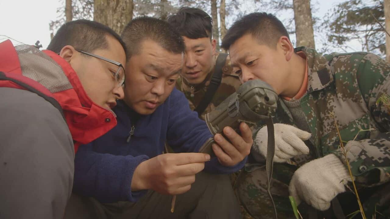 Panda protection rangers review footage