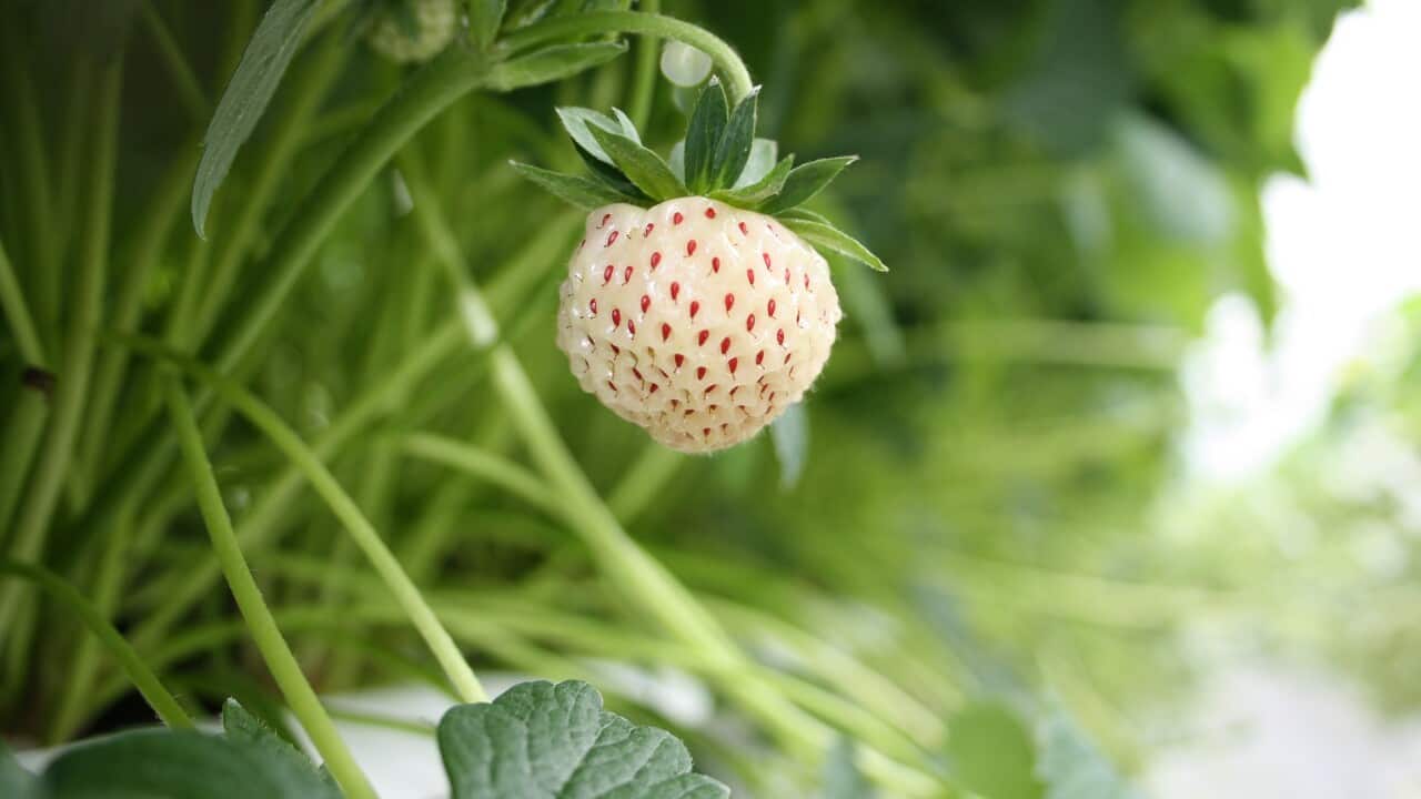 pineberry