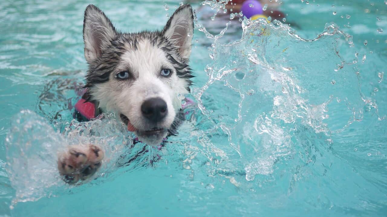 In the US, private pool rental is a new business venture that seems to have taken off amid the coronavirus pandemic.