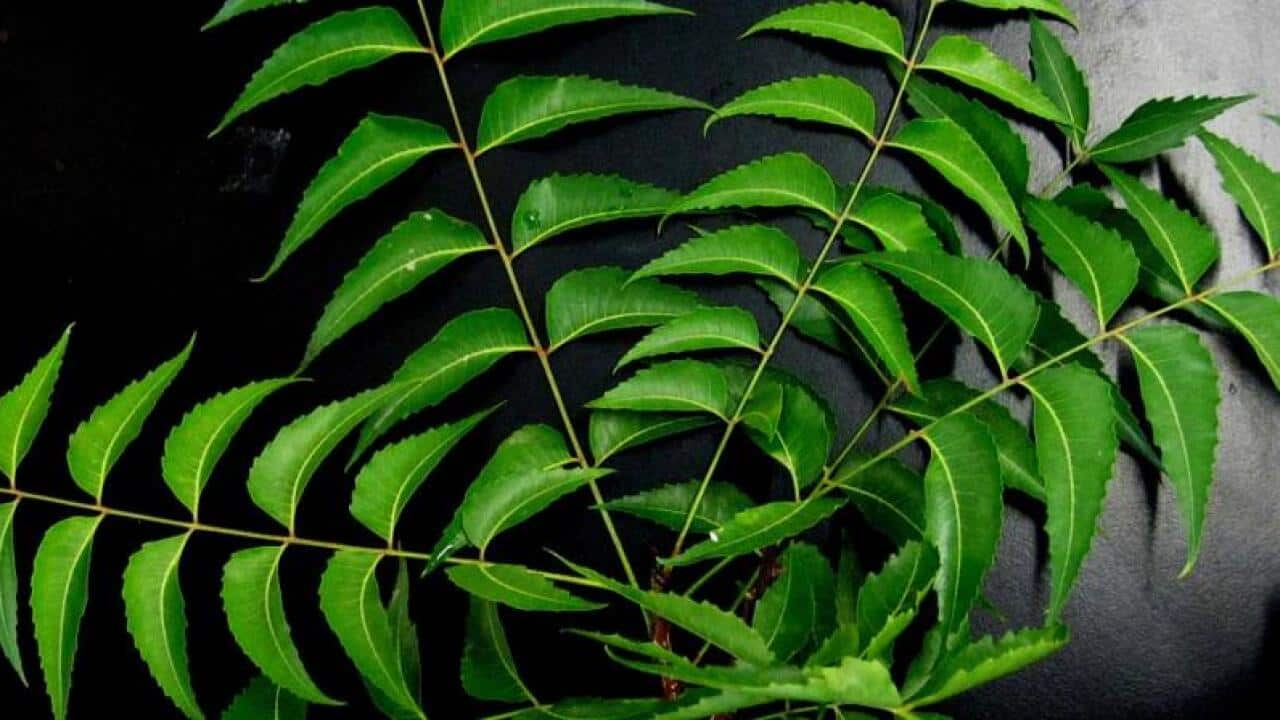 Neem