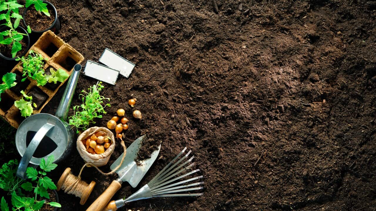 Gardening tools and seedlings on soil