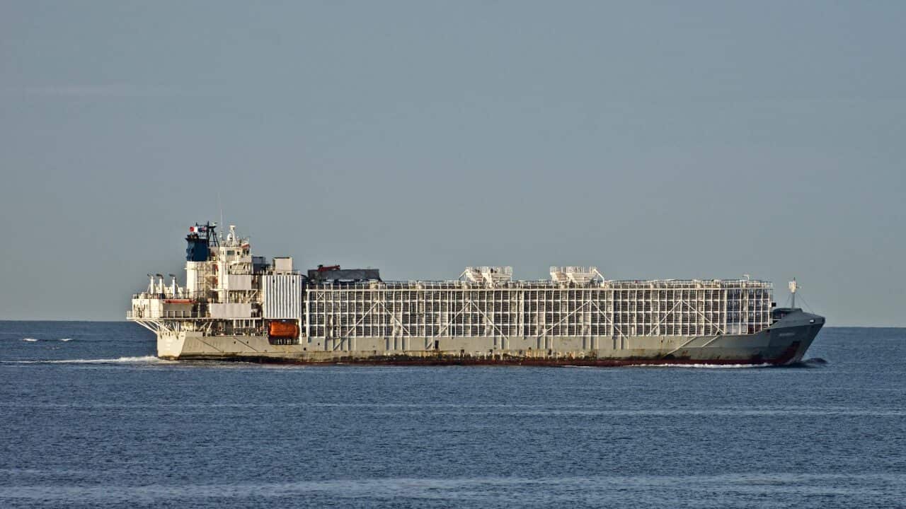 The Gulf Livestock 1 cargo vessel carrying 43 crew and 5,800 head of cattle capsized in the East China Sea