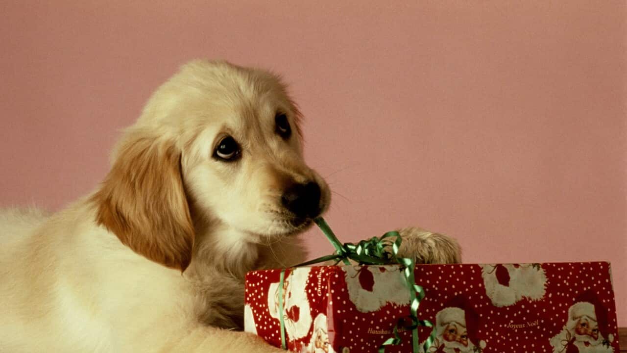 PUPPY OPENING CHRISTMAS GIFT
