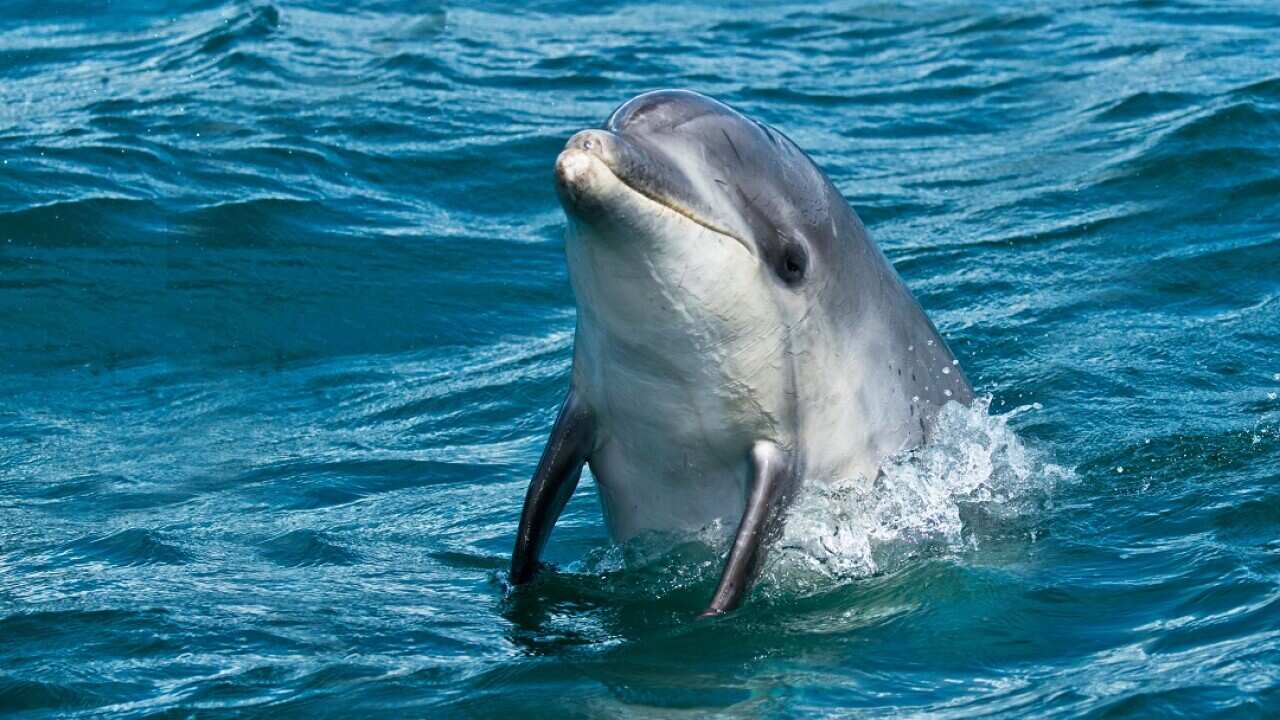 A bottlenose dolphin in French waters.