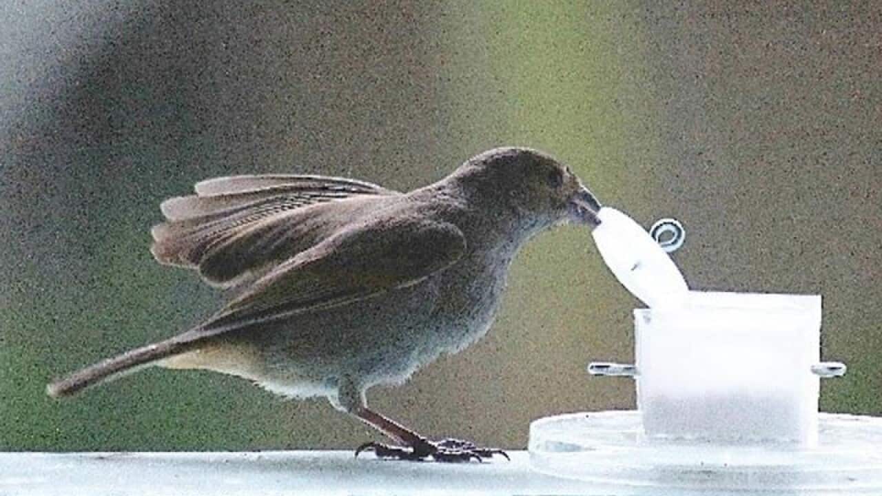 A Barbados bullfinch