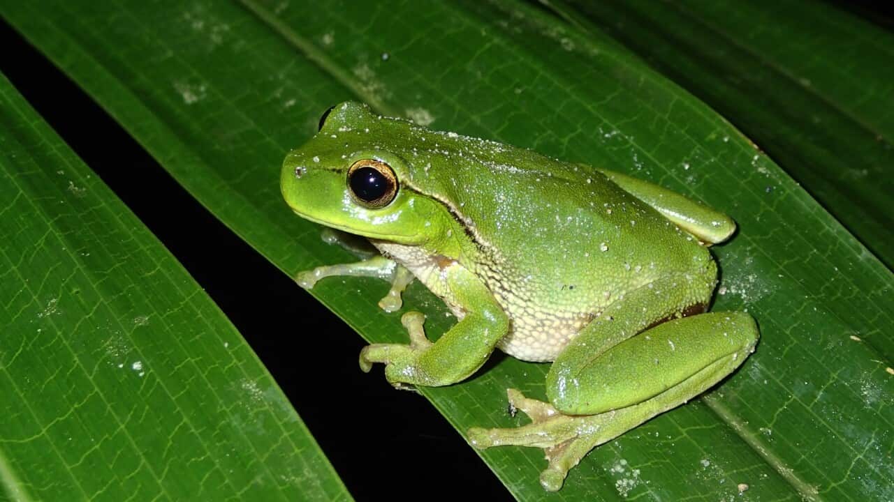A green frog on a leaf