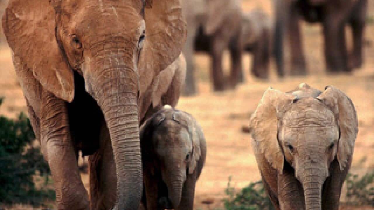 elephants