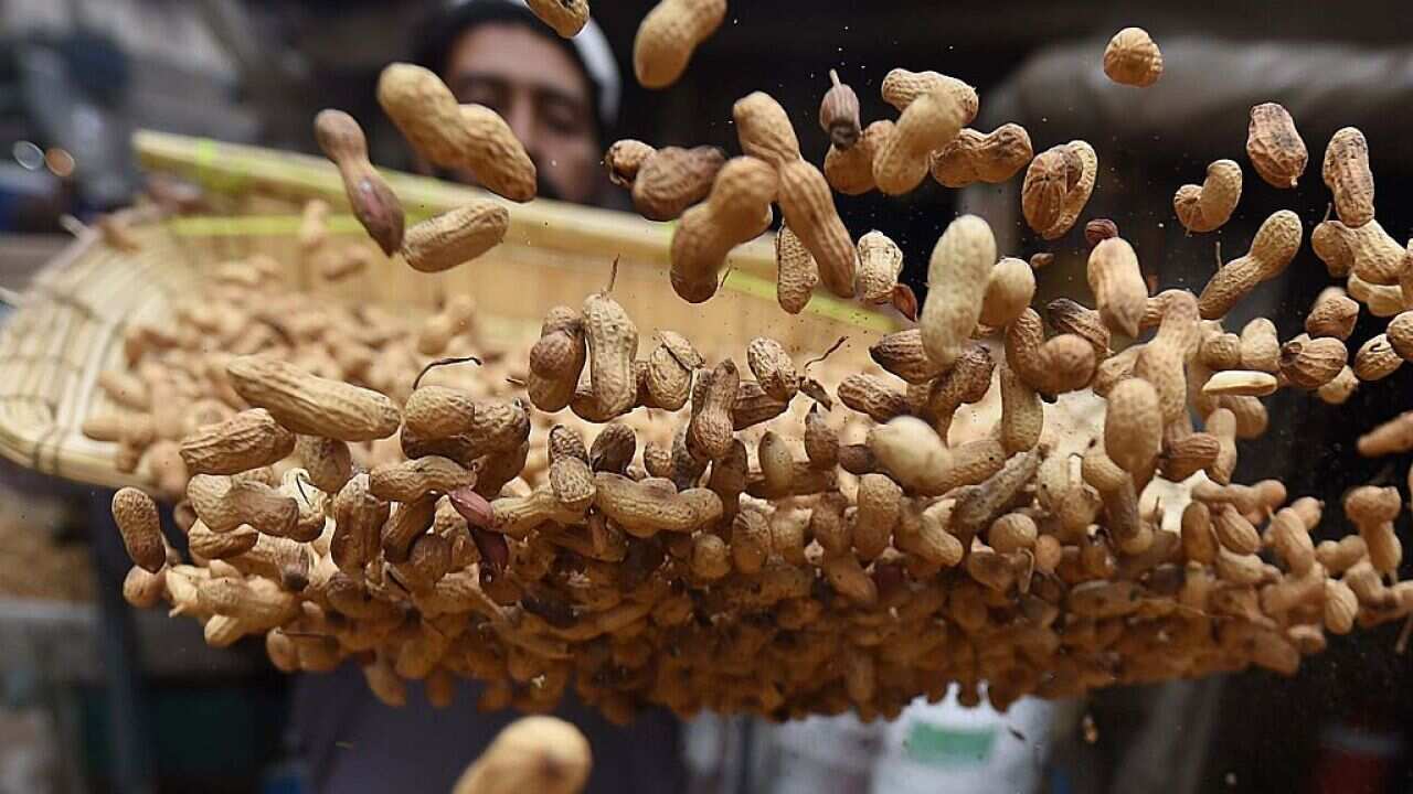 A Pakistani shopkeeper separates loose material from peanuts after roasting them in his work place at a market in Peshawar on November 12, 2015.