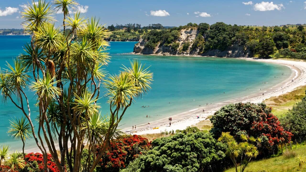 Te Haruhi Bay at Shakespear Regional Park with cabbage tree and blooming pohutukawas, New Zealand's Christmas Tree.