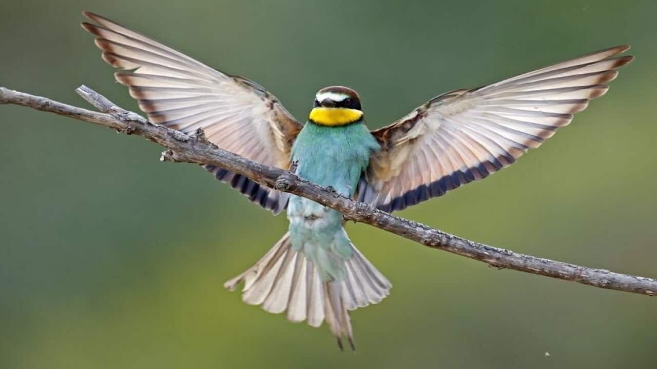 Birds Europe