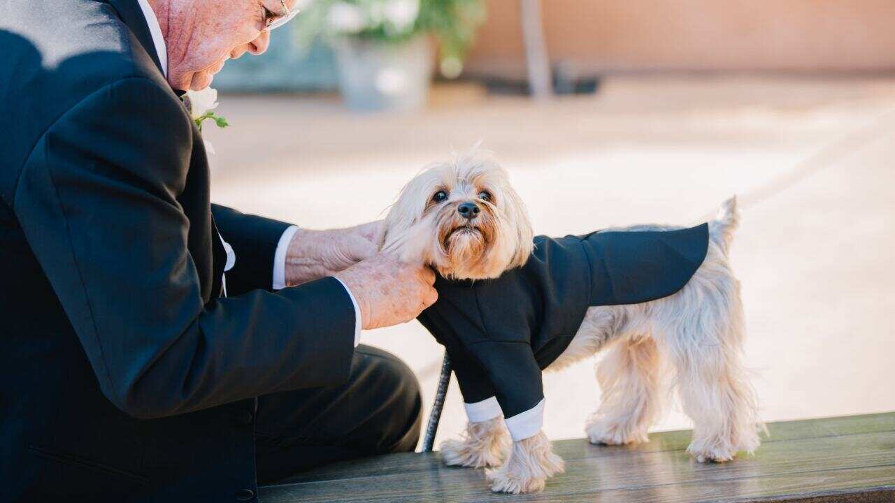 Ms. Geahan’s dog, Paddington, was in attendance, sporting a tuxedo. Photo: Anastasiia Sapon/The New York Times