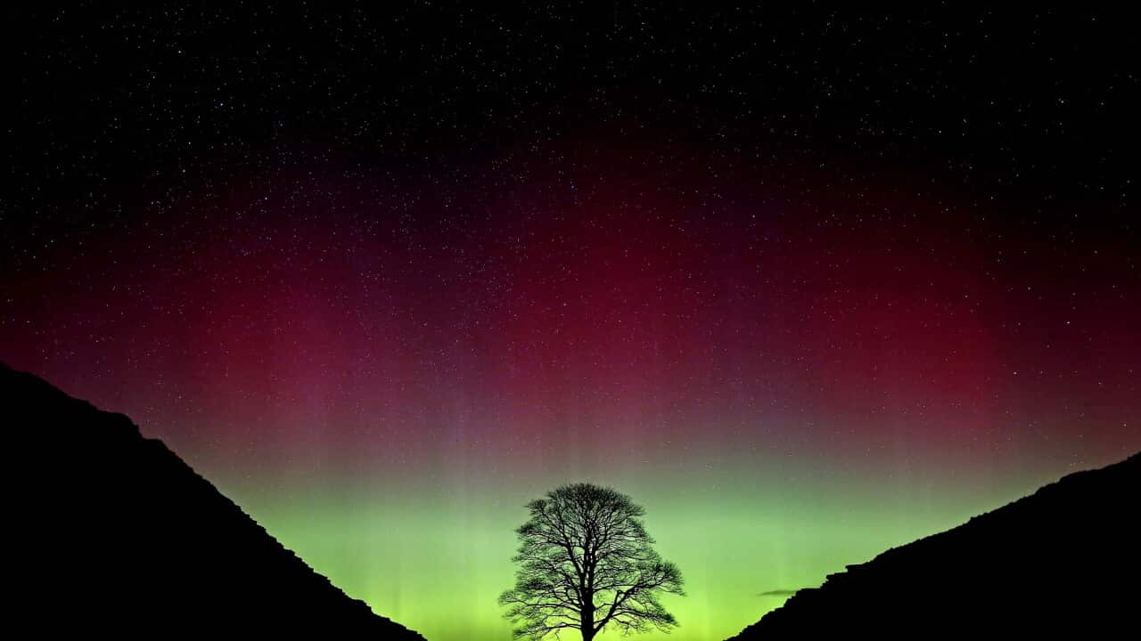 Sycamore Gap tree felled court case