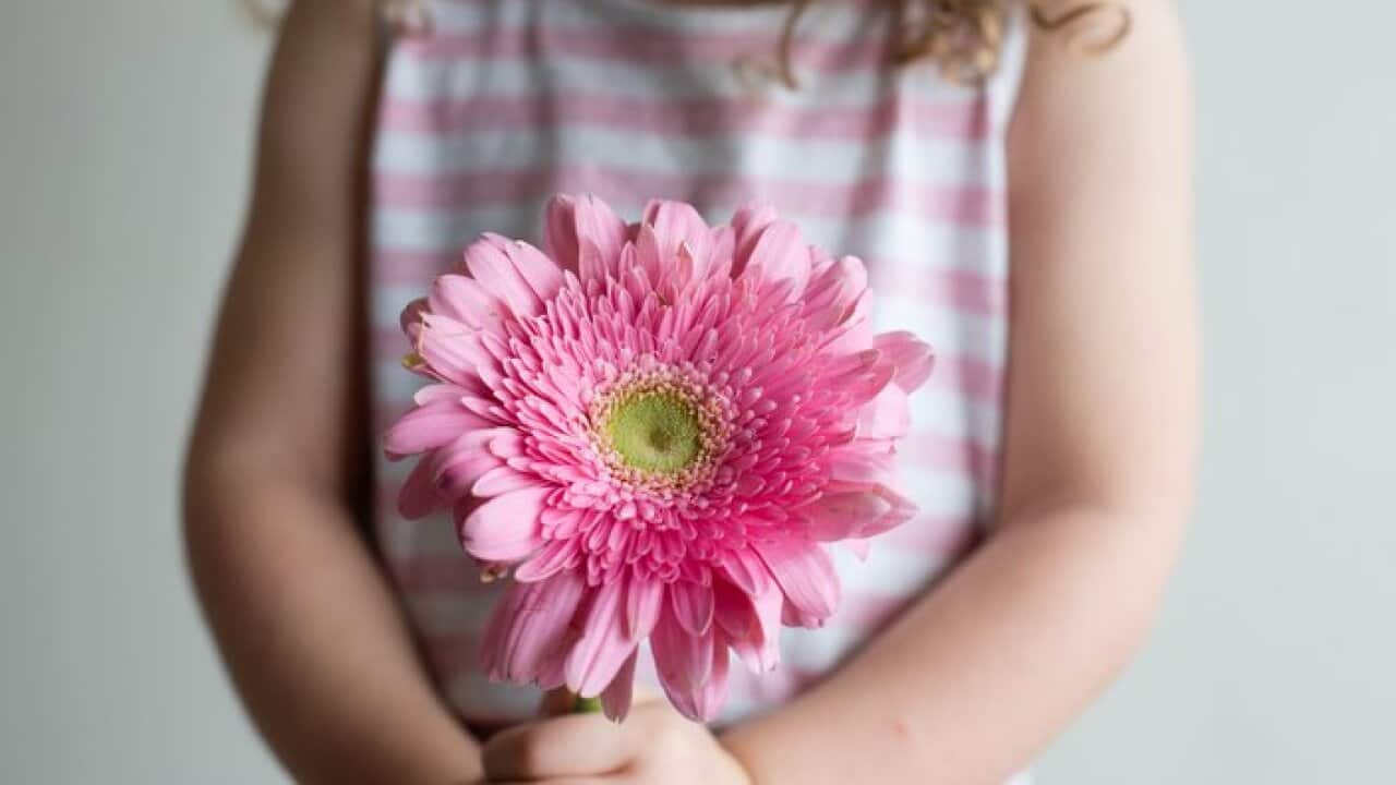 Midsection Of Girl Holding Pink Gerbera Daisy While Standing Against Wall