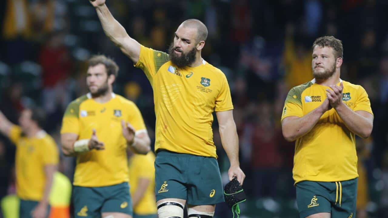 Wallabies.