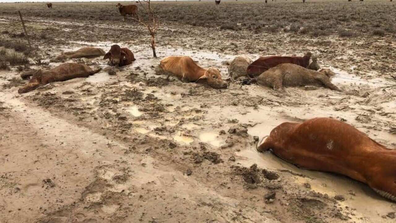Dead livestock caused by flooding near Julia Creek, north Queensland