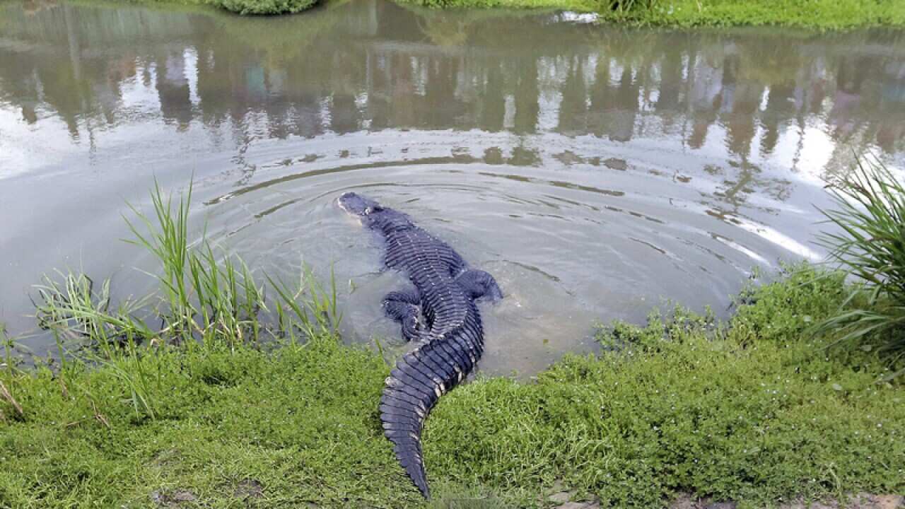 alligator.