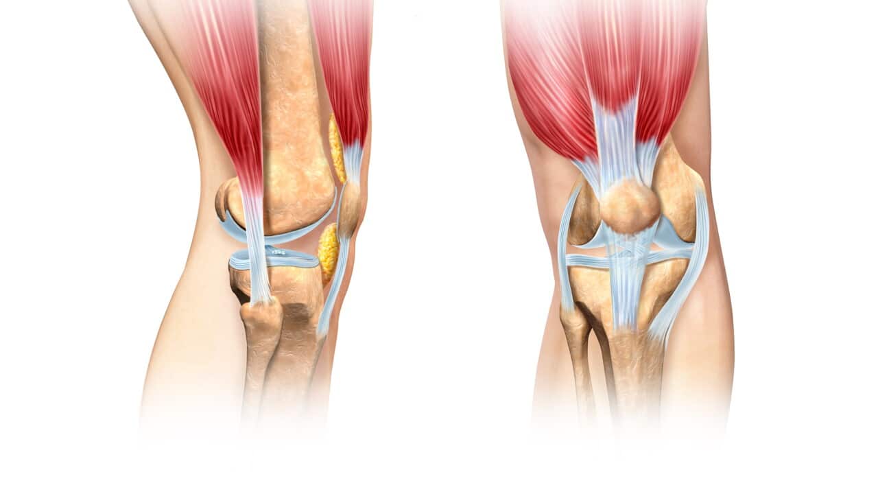 Knee anatomy, artwork