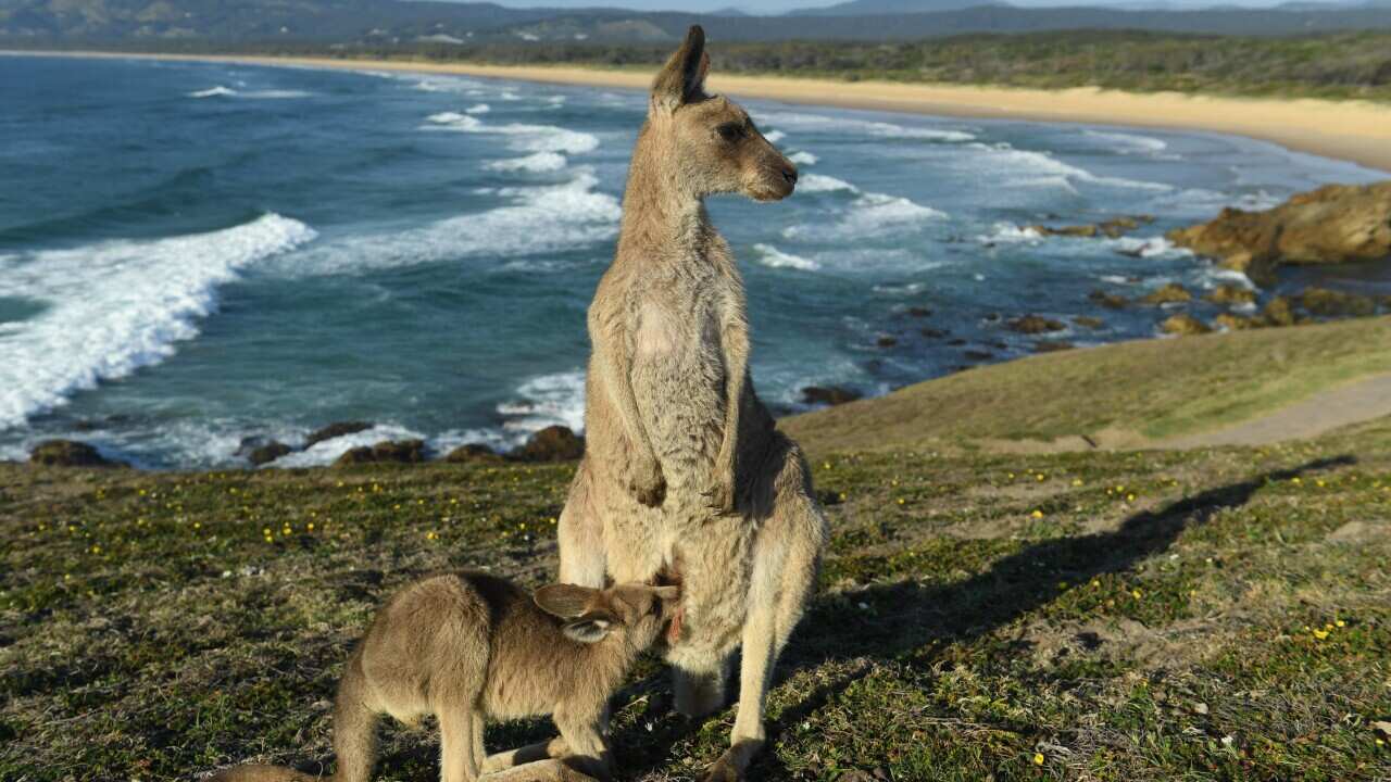 An eastern grey kangaroo joey feeds from it's mother at sunrise on Look At Me Now Headland, north of Coffs Harbour, Saturday, October 28, 2017. (AAP Image/Dave Hunt) NO ARCHIVING.