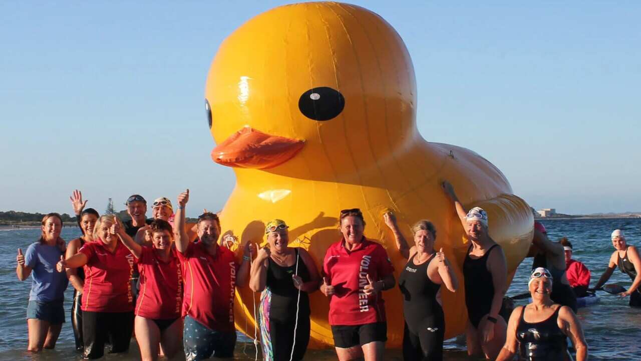 Daphne the duck disappeared into the Indian Ocean.