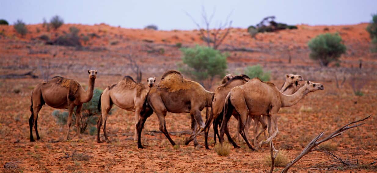 Australia has become a 'last refuge' for these unwanted species