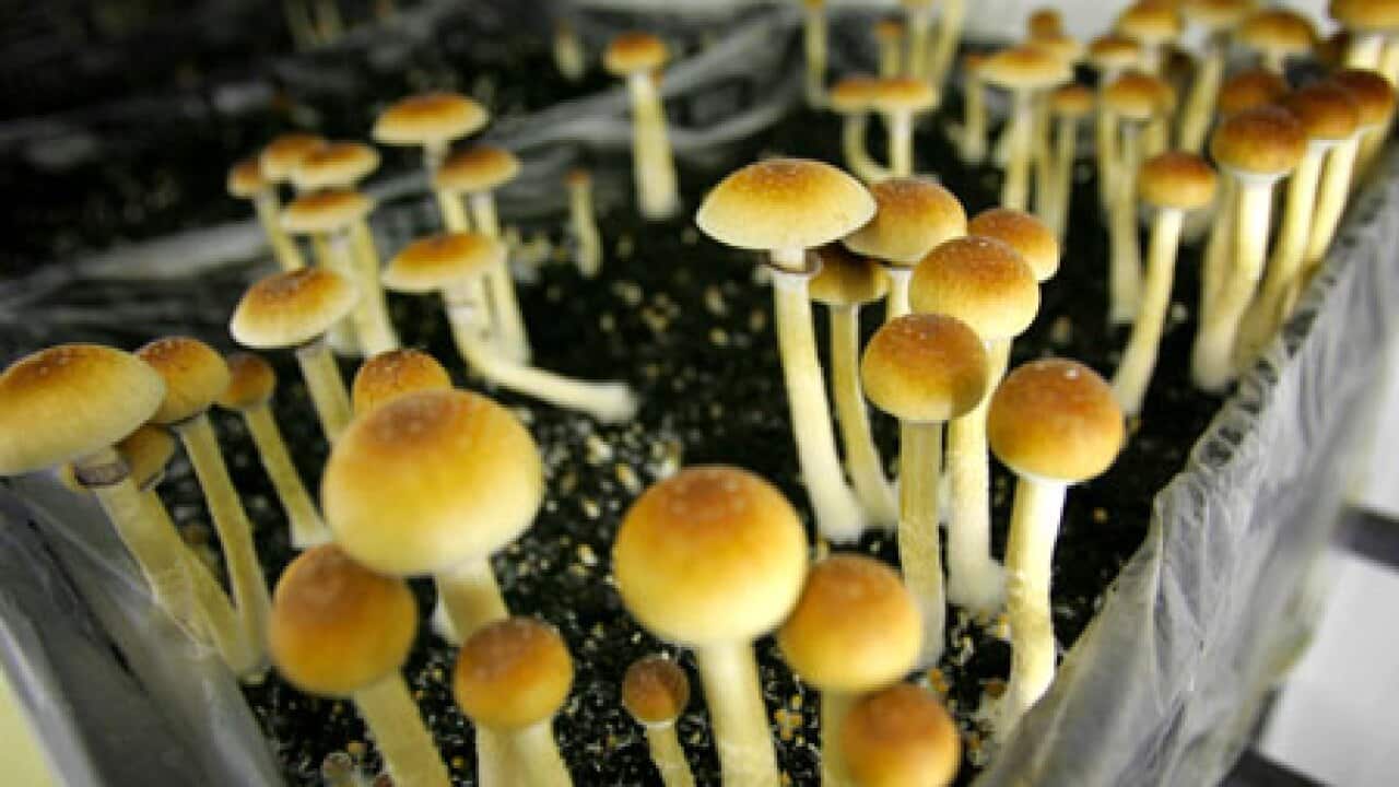 Mushroom_magic_0112_B_aap_821038070