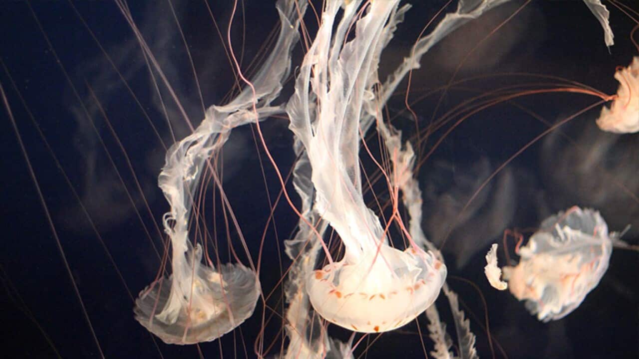 Jellyfish