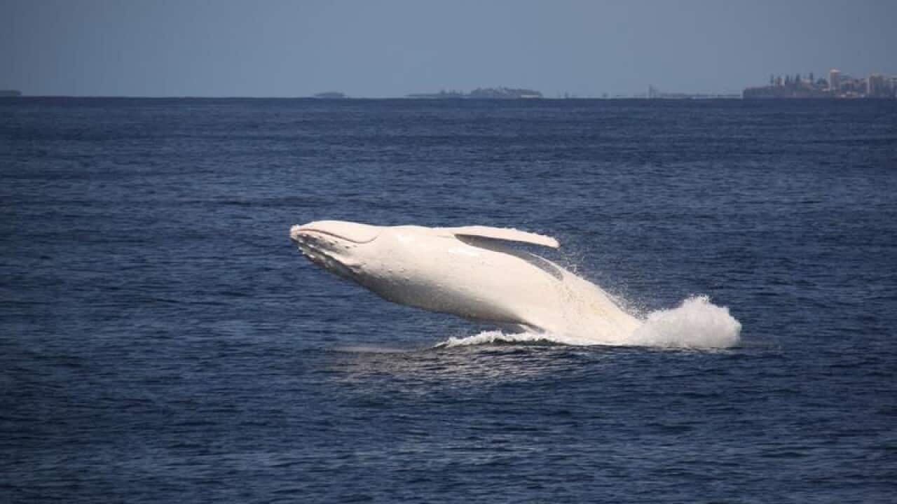 Migaloo the white whale