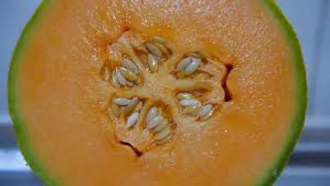 Rock Melon Contaminiation