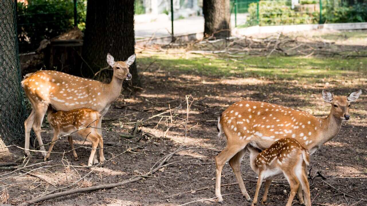 epaselect POLAND ANIMALS