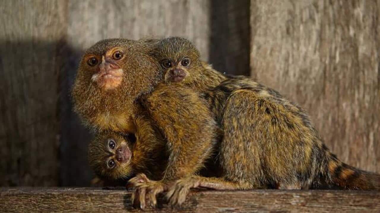 Miniature monkeys