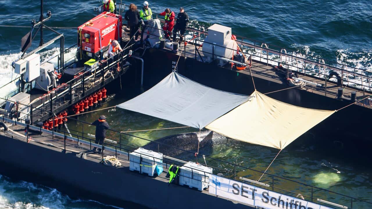 Further development of the humpback whale in the Baltic Sea