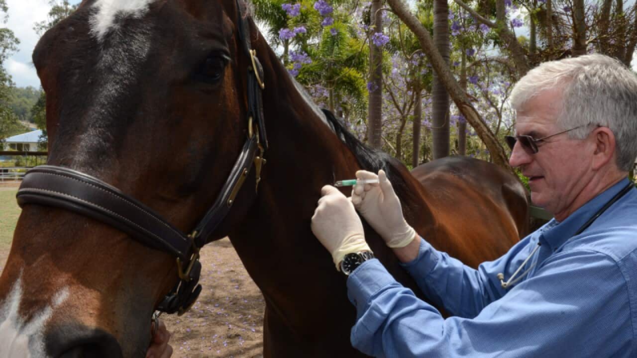 A veterinarian administers a Hendra virus vaccine to a horse