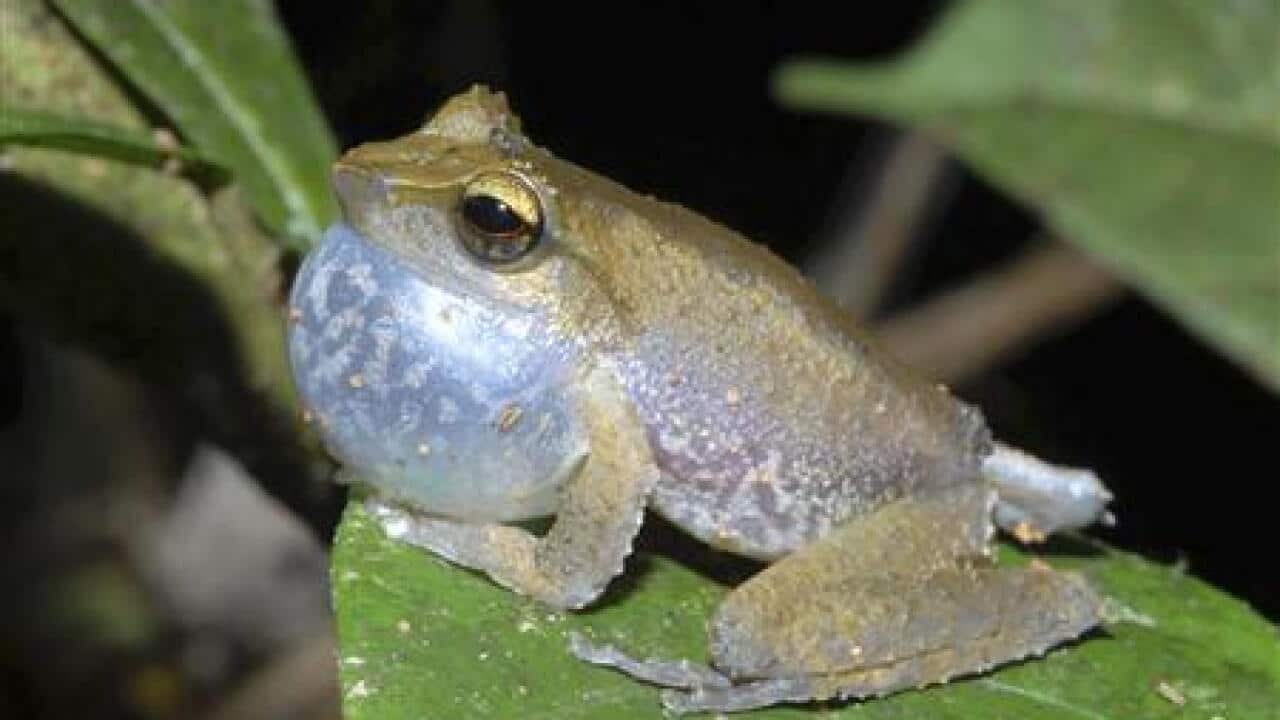 frogs-among-new-species-found-in-papua-n-959922043-large.jpg