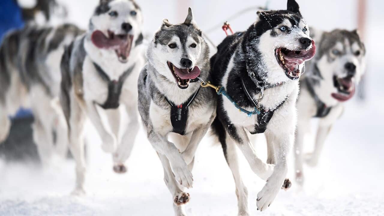 Husky