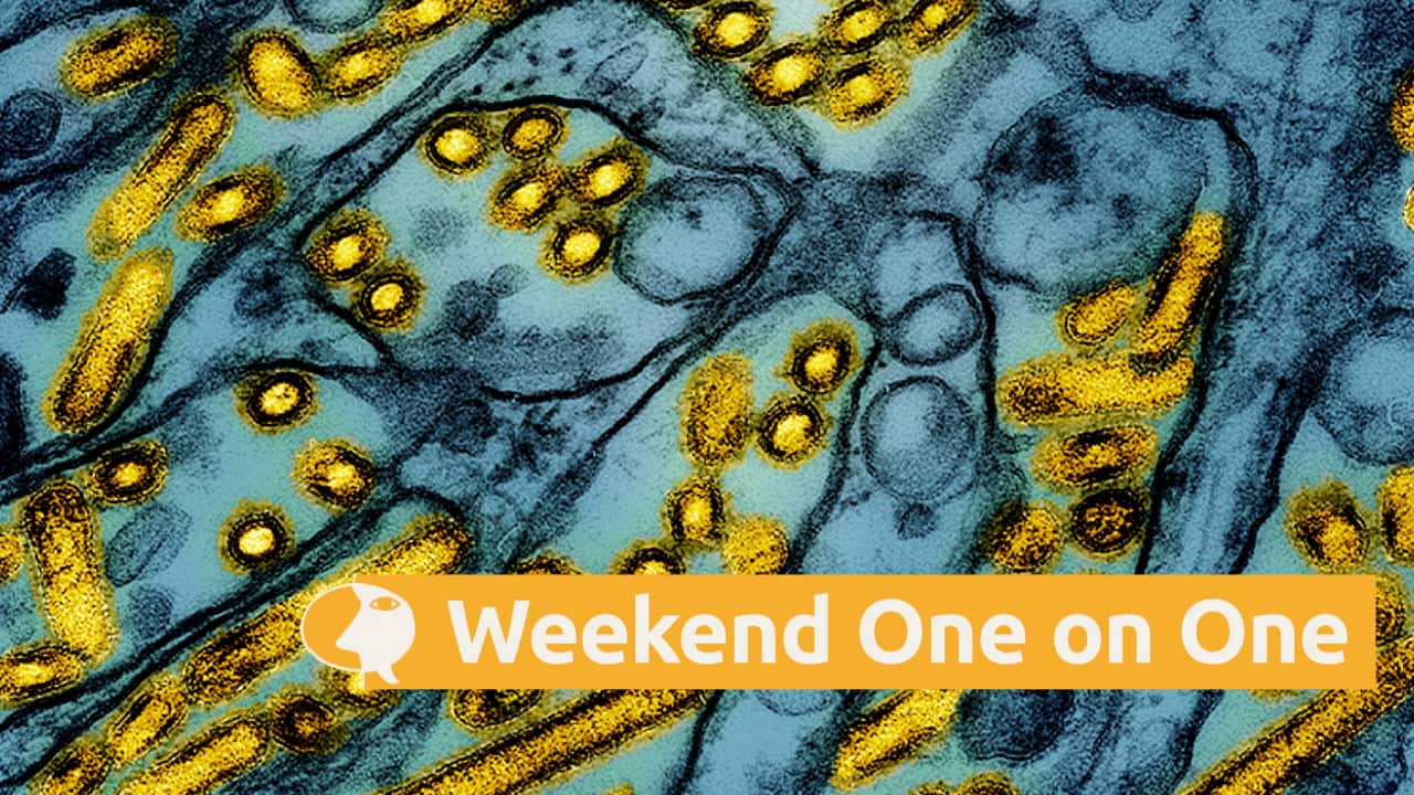 An electron microscope image of avian influenza A H5N1 virus particles (AAP).png