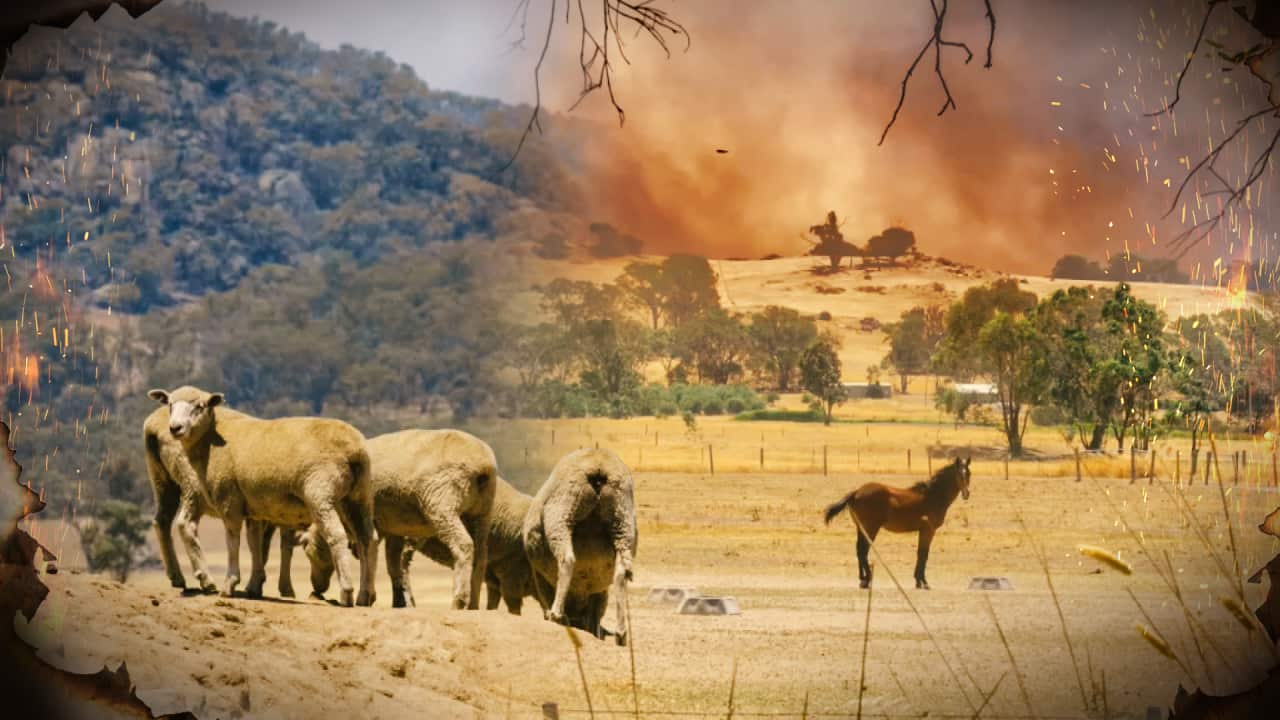 A composite of sheep and a horse near fires