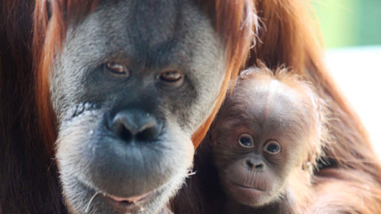 baby_orangutan_melb_zoo_110105_B_aap_1332474503