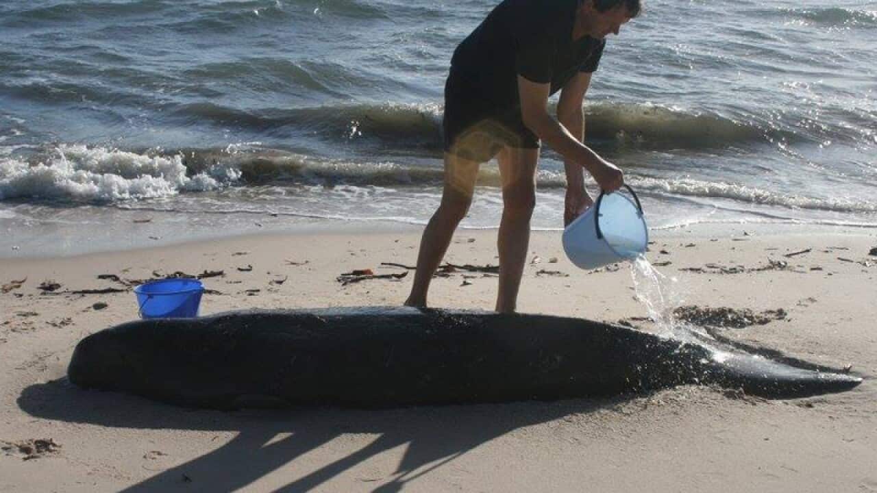 A beached dugong at Burrum Heads Beach in Queensland