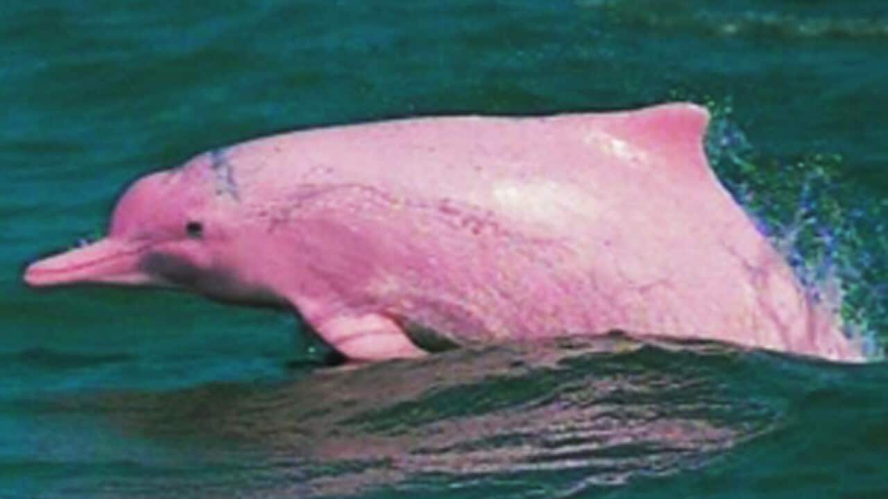 dolphin_pink_cnn_b_840550032