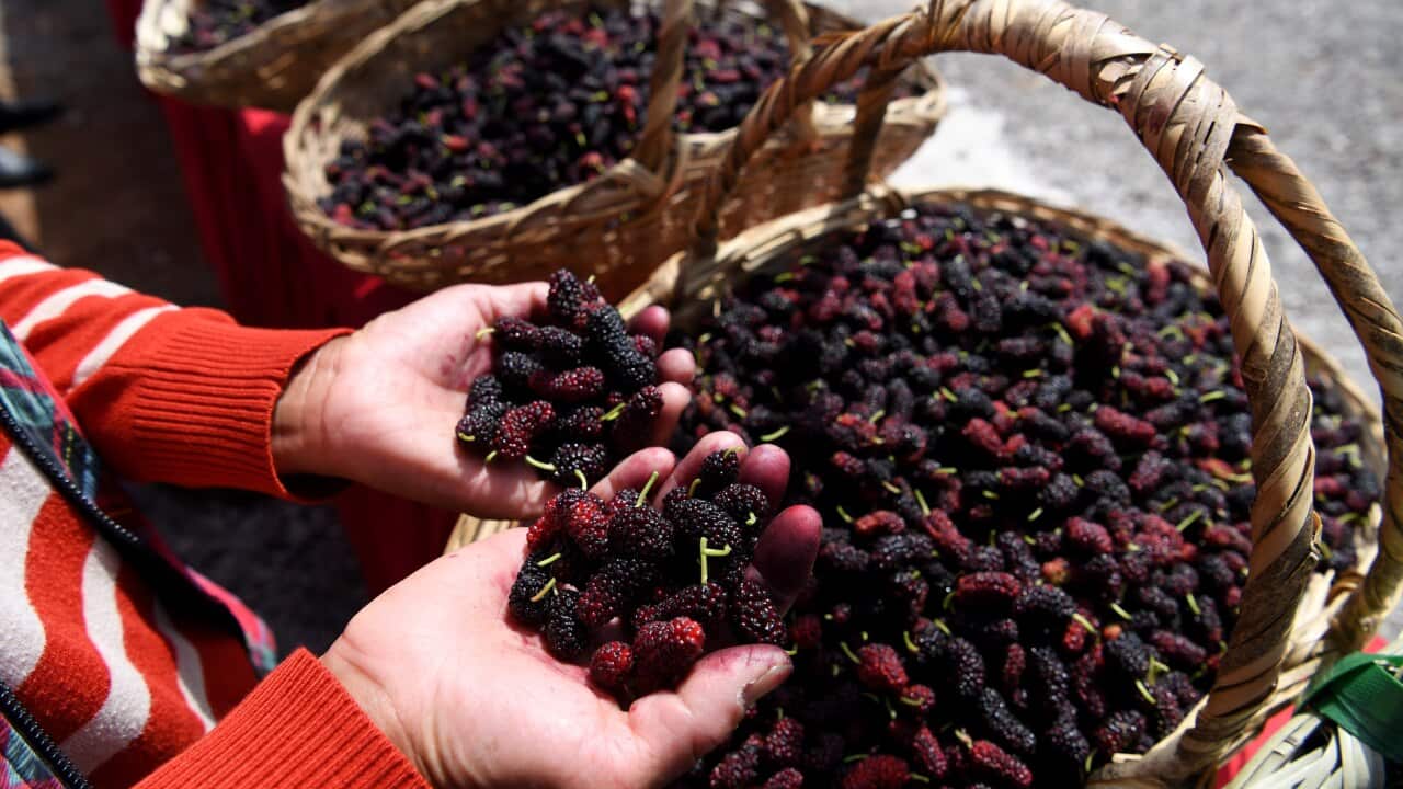 A basket full of newly-picked mulberries.