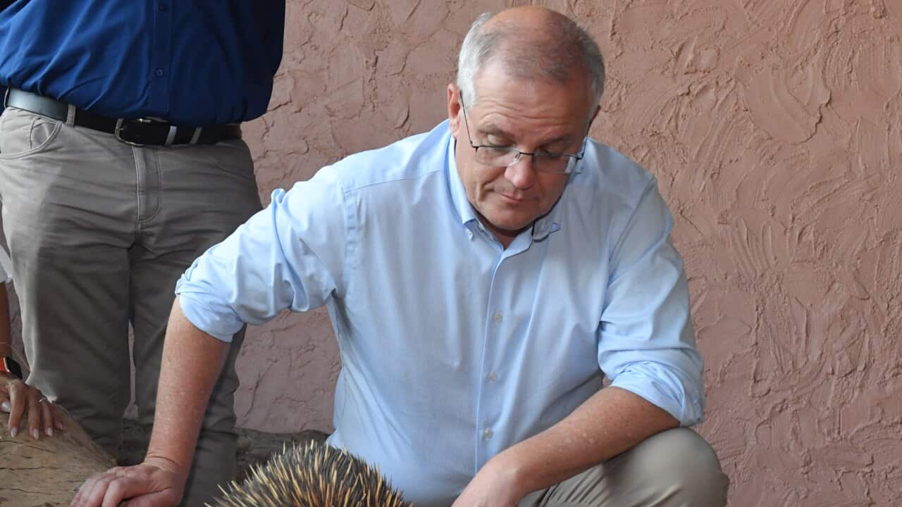 Prime Minister Scott Morrison looks at an echidna in Alice Springs