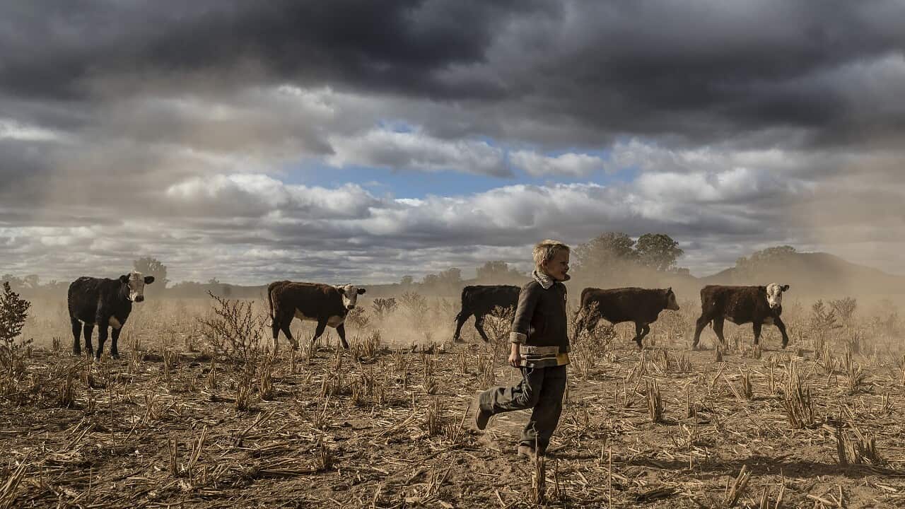 Harry Taylor, six, plays on the dust bowl his NSW family farm has become during the drought.