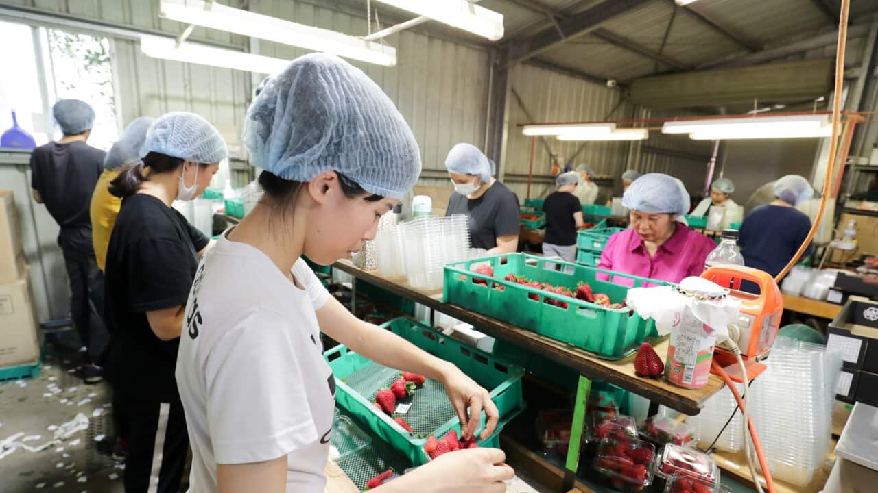 STRAWBERRY FARM STOCK