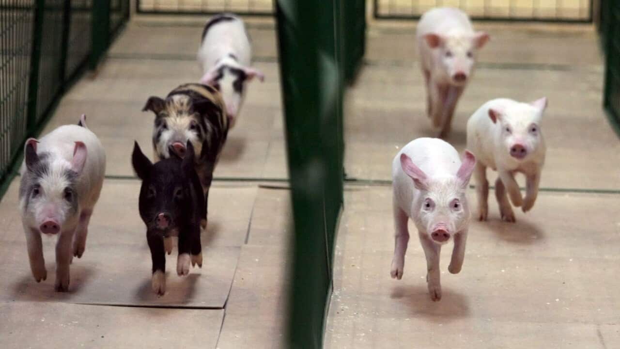 epa00691884 Piglets compete during the running event during the first Pig Olympic Games in Moscow, Saturday, 15 April 2006. Pigs from seven countries will compete on Saturday and Sunday in running, swimming and svineball disciplines. EPA/SERGEI ILNITSKY