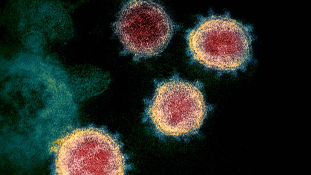 究竟接種疫苗後而感染新冠病毒的人士是否反而會成為「超級傳播者」呢?