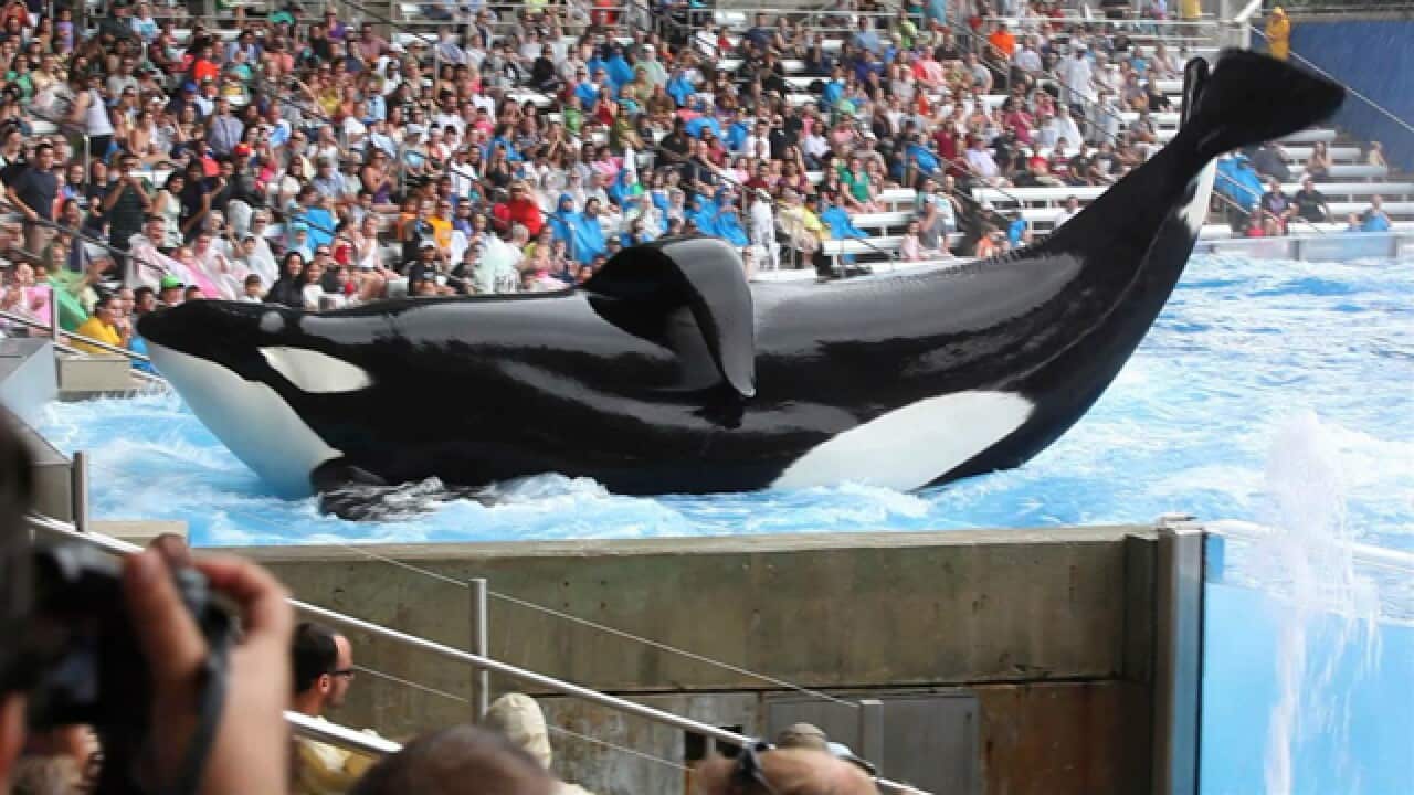 Blackfish_640_473560030