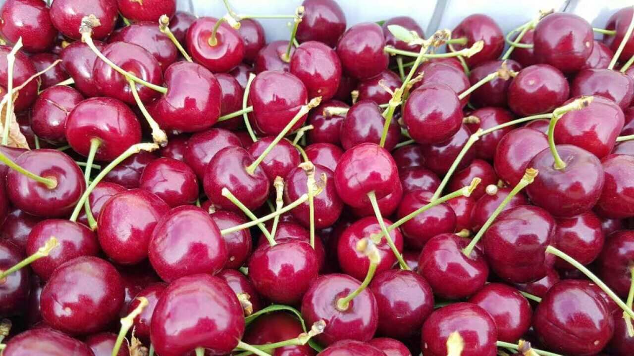 A close-up photo of a crate full of cherries.