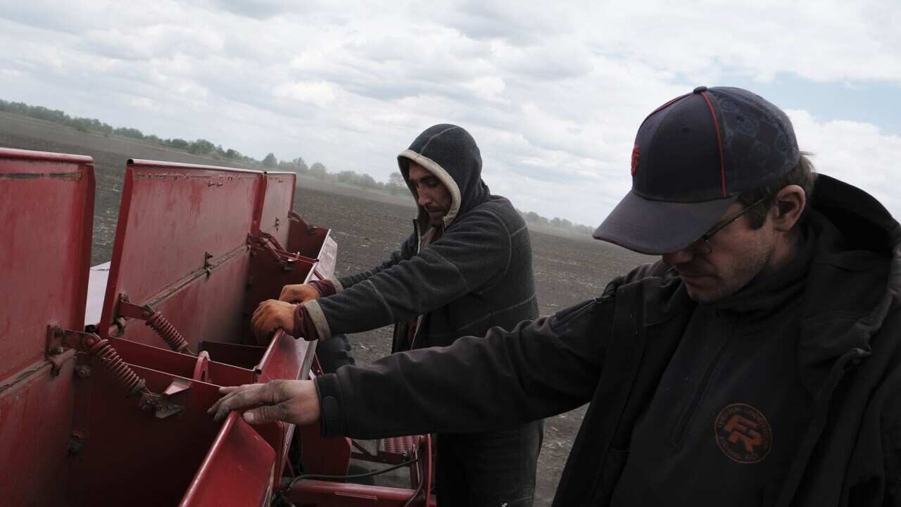 Farm workers in Ukraine plant soybeans instead of wheat, which they cannot export (AAP)